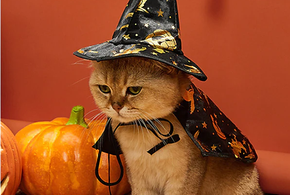 cat witch