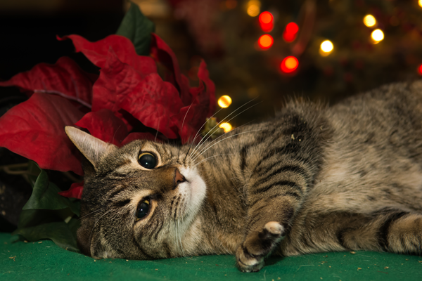 image for Pretty but Poisonous: Toxic holiday plants to keep away from your pet