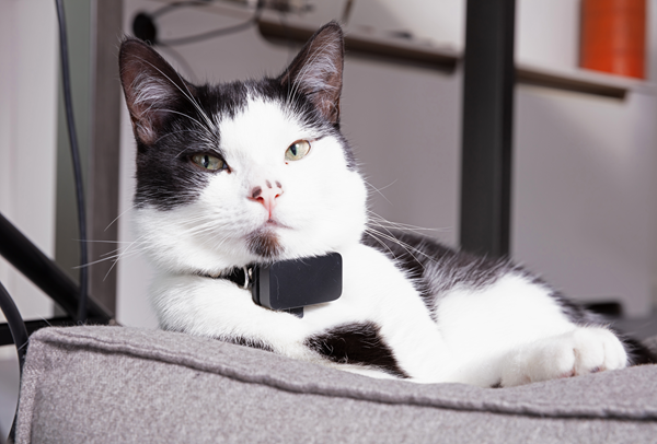 image for Pet Monitors: Keeping track of your pet's health
